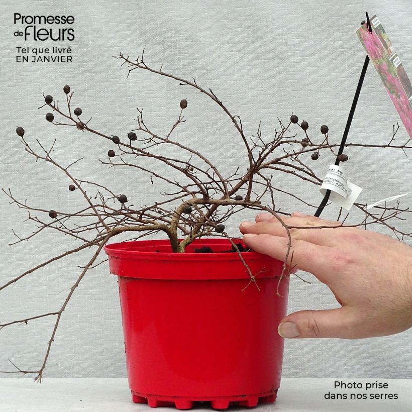 Árbol de Júpiter Houston - Lagerstroemia indica Maceta 3L/4L Ejemplar entregado en invierno