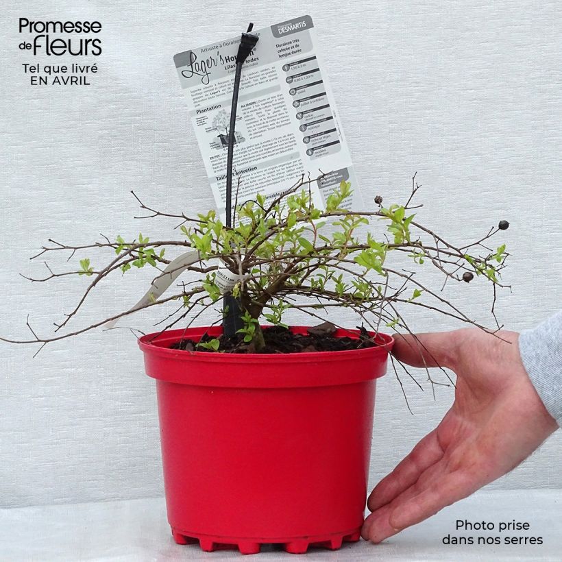 Árbol de Júpiter Houston - Lagerstroemia indica Maceta 3L/4L Ejemplar entregado en la primavera