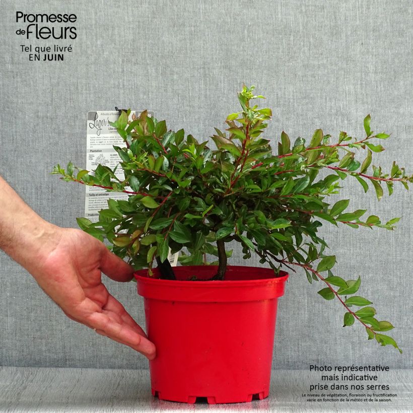 Ejemplar de Árbol de Júpiter Houston - Lagerstroemia indica Maceta 3L/4L entregado en verano