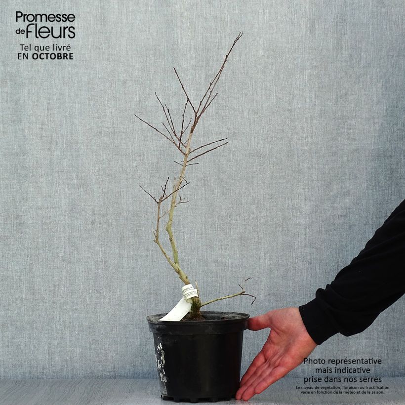 Ejemplar de Árbol de Júpiter Jacqueline Desmartis - Lagerstroemia indica Maceta 3L/4L entregado en otoño