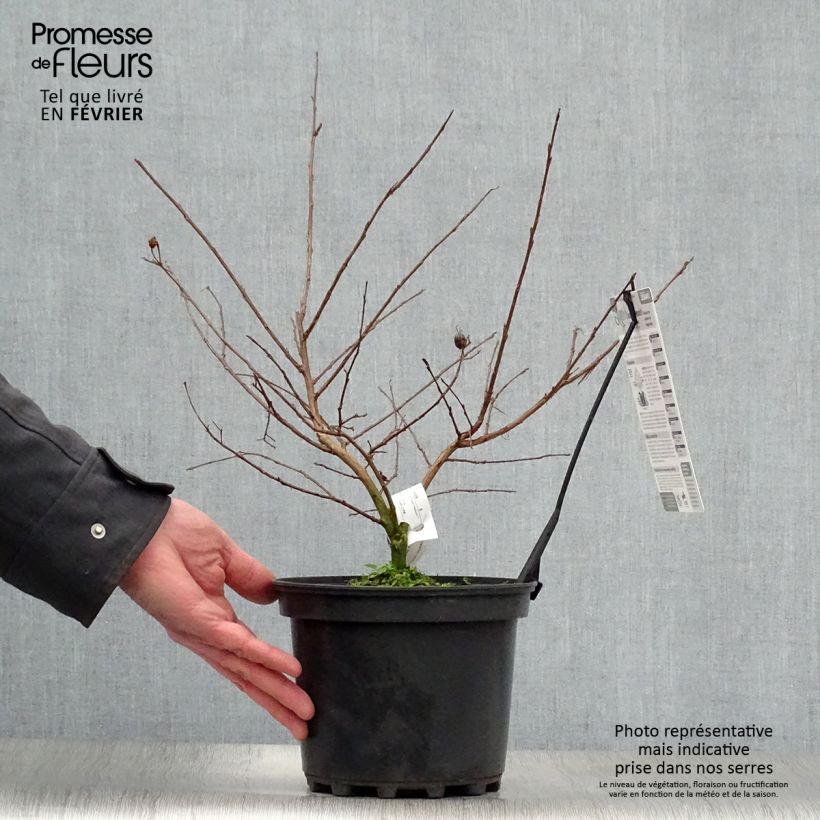 Árbol de Júpiter Jacqueline Desmartis - Lagerstroemia indica Maceta 3L/4L Ejemplar entregado en invierno