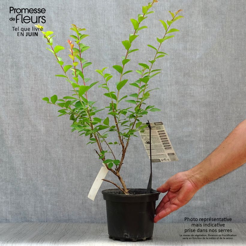 Ejemplar de Árbol de Júpiter Jeanne Desmartis - Lagerstroemia indica Maceta 3L/4L entregado en verano