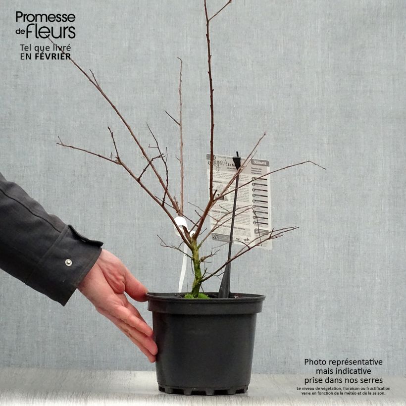 Árbol de Júpiter La Mousson - Lagerstroemia indica Maceta 3L/4L Ejemplar entregado en invierno