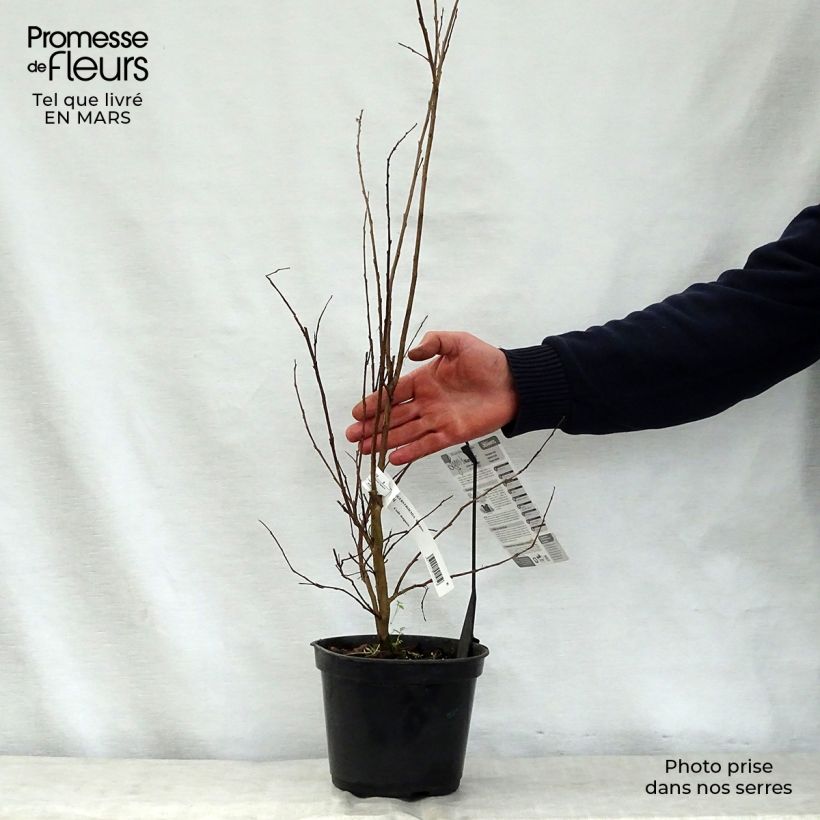 Árbol de Júpiter Margaux - Lagerstroemia indica Maceta 3L/4L Ejemplar entregado en la primavera