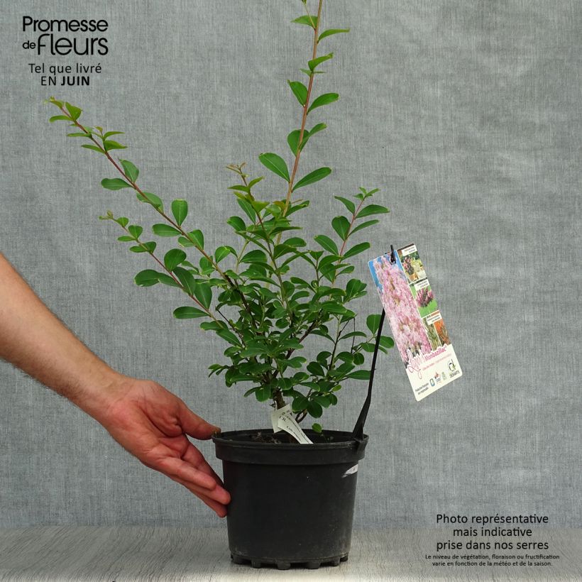 Ejemplar de Árbol de Júpiter Monbazillac - Lagerstroemia indica Maceta 3L/4L, Formación arbustiva entregado en verano