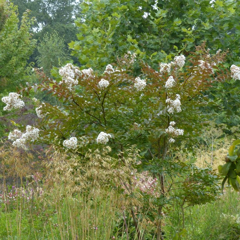 Árbol de Júpiter Nivea - Lagerstroemia indica (Porte)