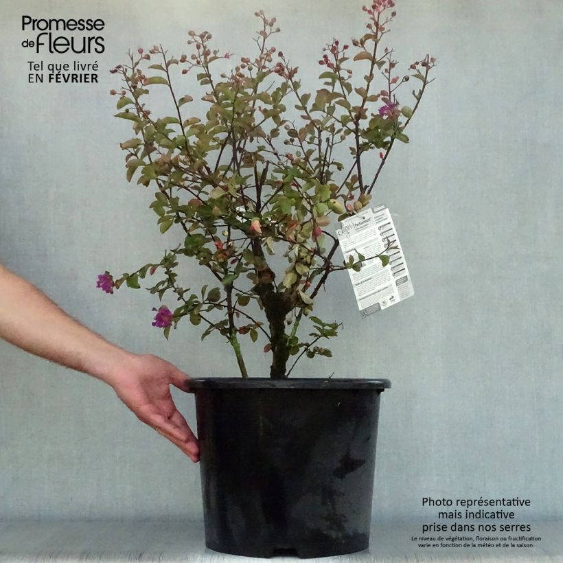 Ejemplar de Árbol de Júpiter Pecharmant - Lagerstroemia indica Maceta 7,5L/10L entregado en otoño