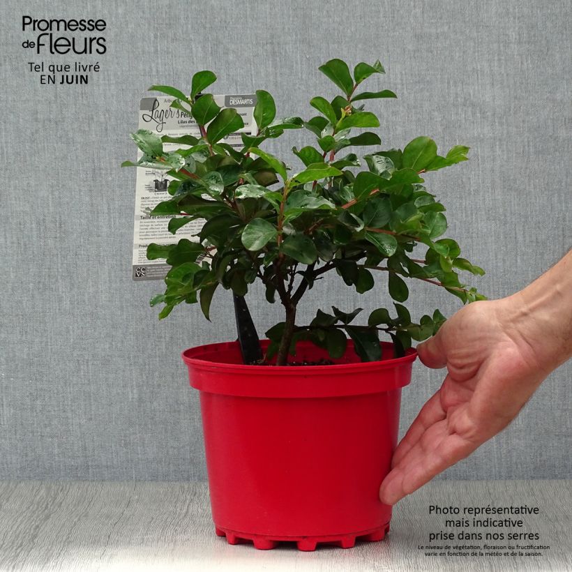 Ejemplar de Árbol de Júpiter Périgord Pourpre - Lagerstroemia indica Maceta 3L/4L entregado en verano
