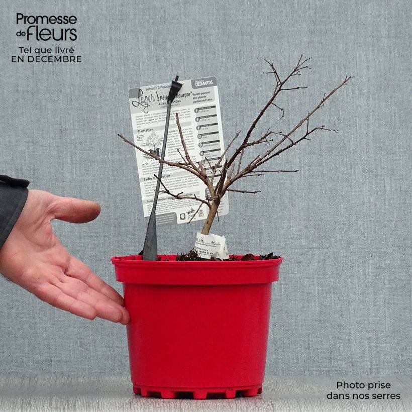 Árbol de Júpiter Périgord Pourpre - Lagerstroemia indica Maceta 3L/4L Ejemplar entregado en invierno