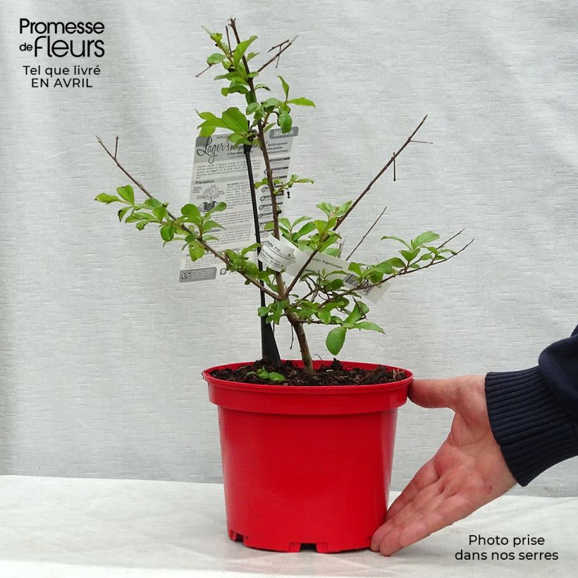 Árbol de Júpiter Périgord Pourpre - Lagerstroemia indica Maceta 3L/4L Ejemplar entregado en la primavera