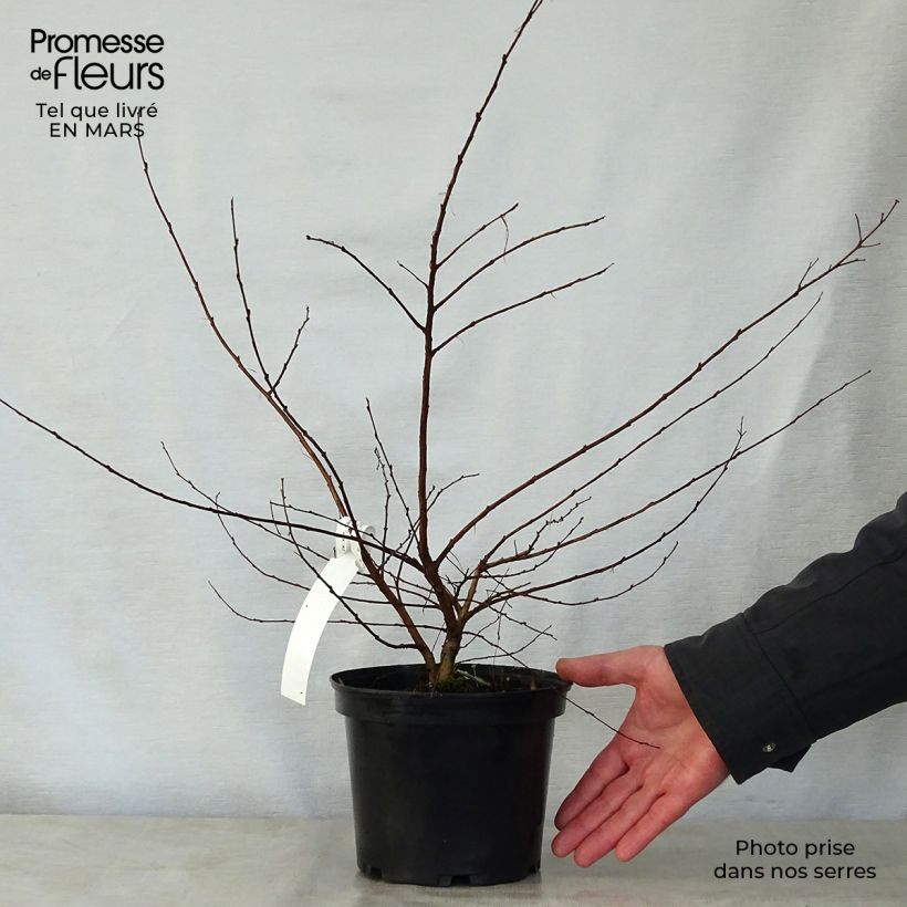 Árbol de Júpiter Petite Canaille mauve - Lagerstroemia indica Maceta 3L/4L Ejemplar entregado en la primavera