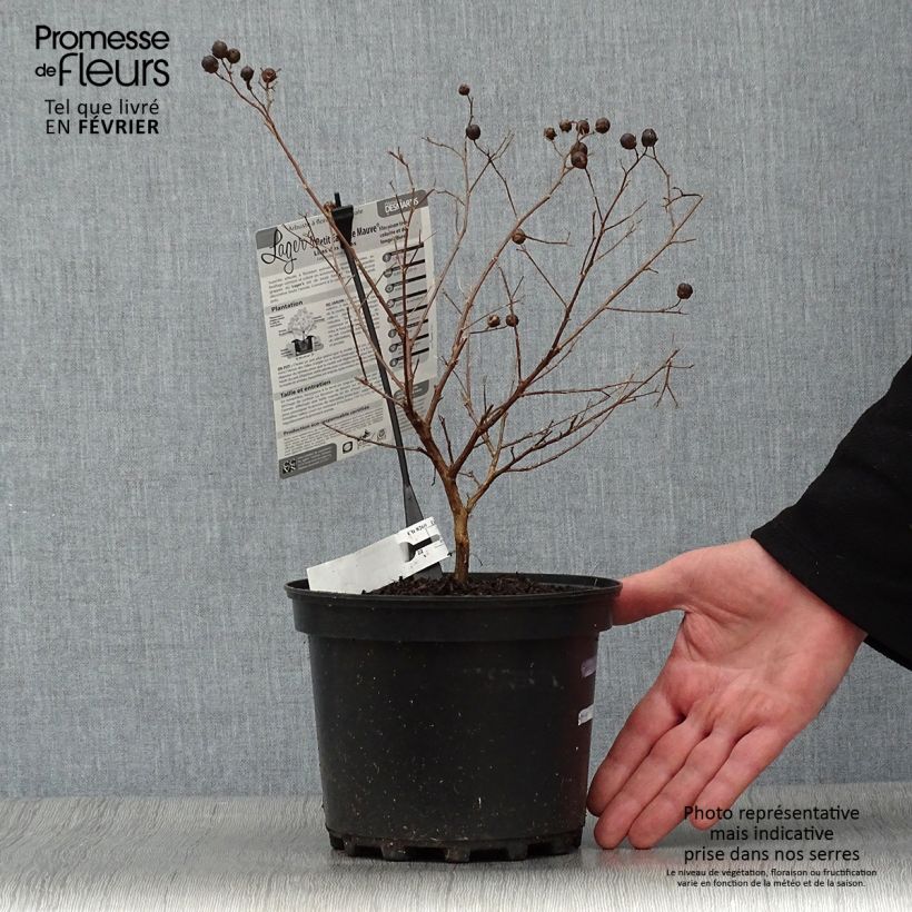 Árbol de Júpiter Petite Canaille mauve - Lagerstroemia indica Maceta 3L/4L Ejemplar entregado en invierno