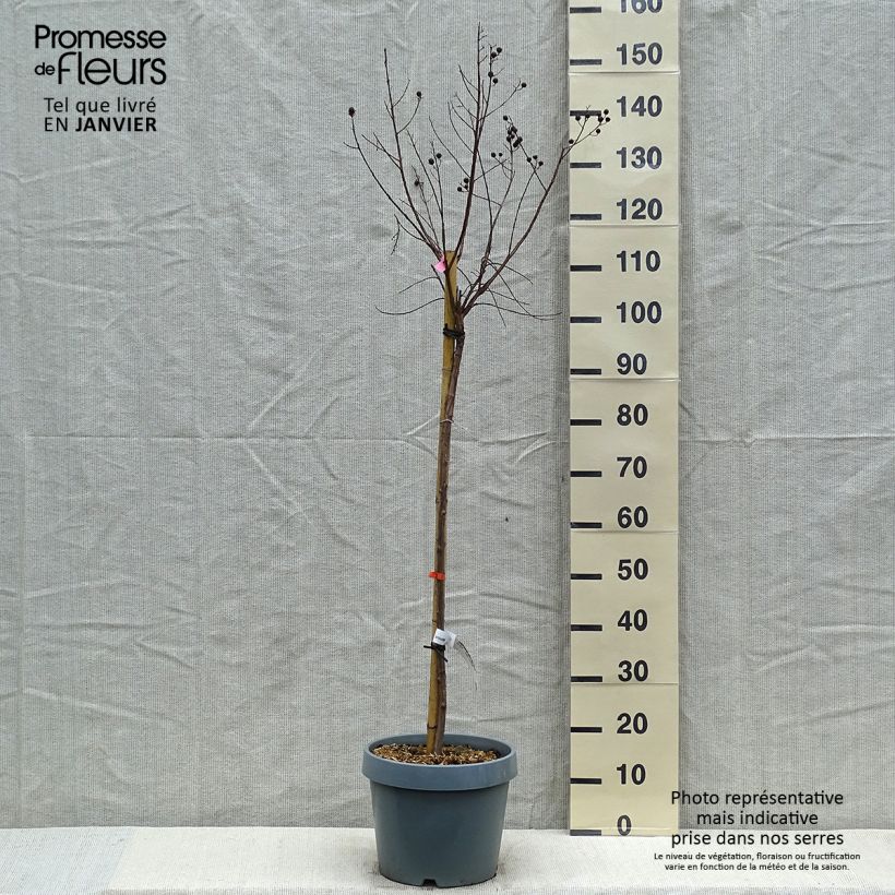 Árbol de Júpiter Pink Velours - Lagerstroemia indica Maceta 7,5L/10L Ejemplar entregado en invierno