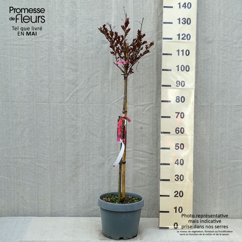 Árbol de Júpiter Pink Velours - Lagerstroemia indica Maceta 7,5L/10L Ejemplar entregado en la primavera