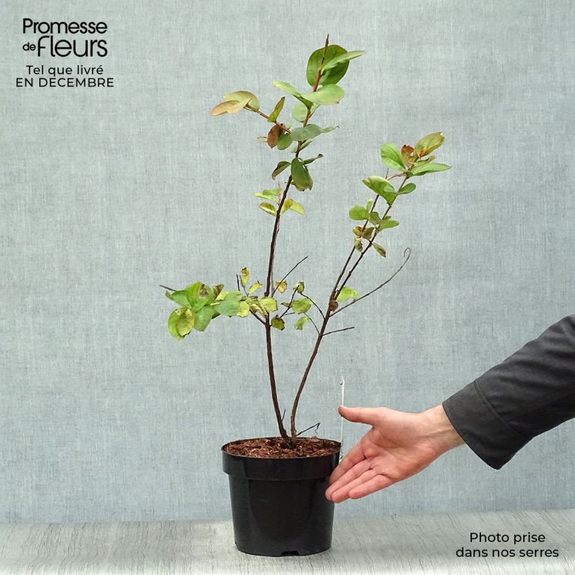 Árbol de Júpiter Pink Velours - Lagerstroemia indica Maceta 3L/4L Ejemplar entregado en invierno