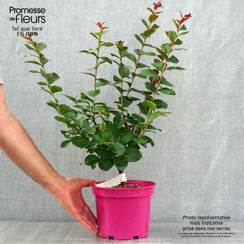 Ejemplar de Árbol de Júpiter Pink Velours - Lagerstroemia indica Maceta 3L/4L entregado en verano