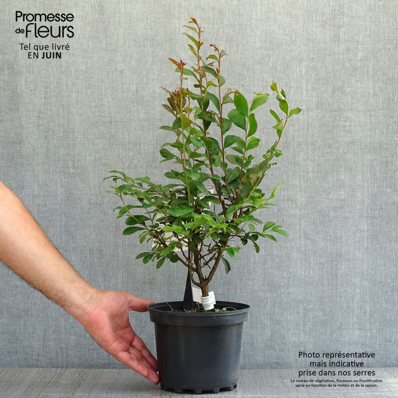 Ejemplar de Árbol de Júpiter Red imperator - Lagerstroemia indica Maceta 3L/4L, Formación arbustiva entregado en verano