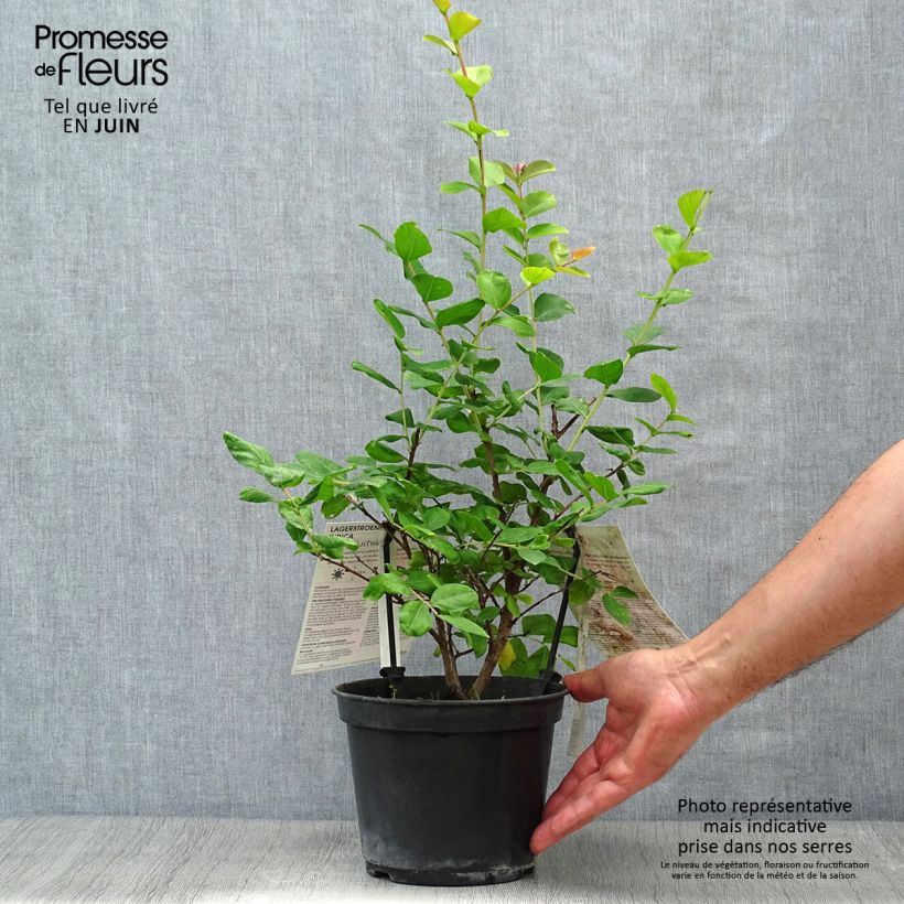 Ejemplar de Árbol de Júpiter Rose Fucsia - Lagerstroemia indica Maceta 3L/4L, Formación arbustiva entregado en verano