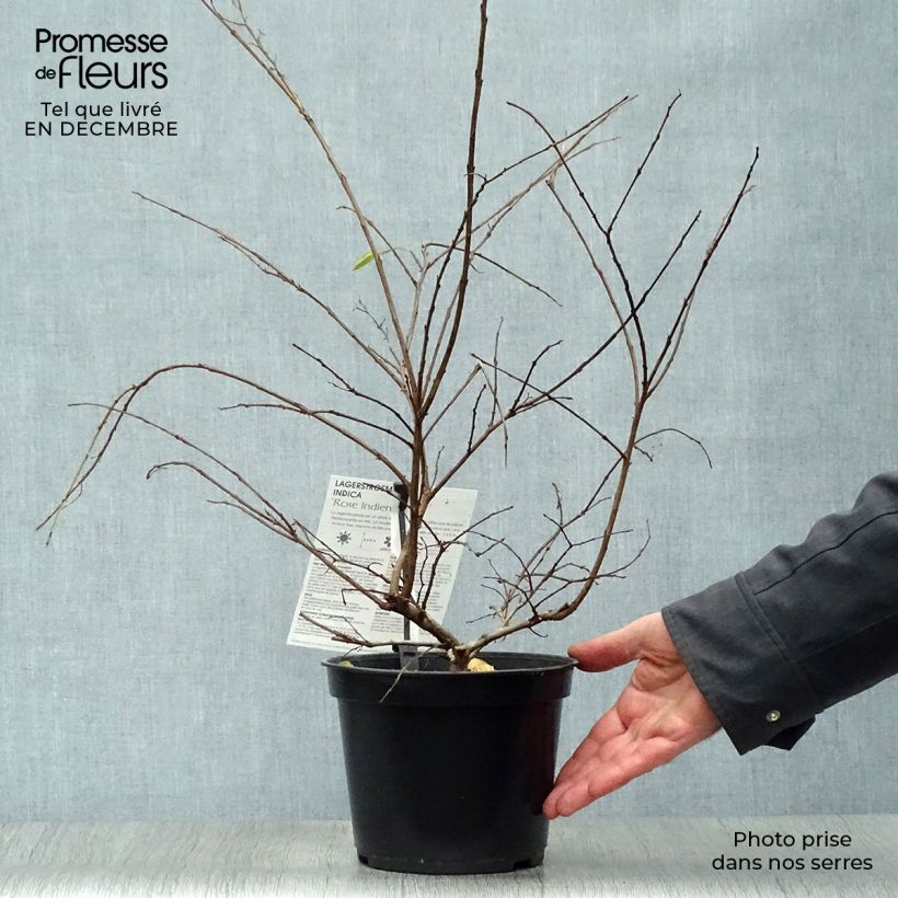 Árbol de Júpiter Rose Indien - Lagerstroemia indica Maceta 3L/4L Ejemplar entregado en invierno