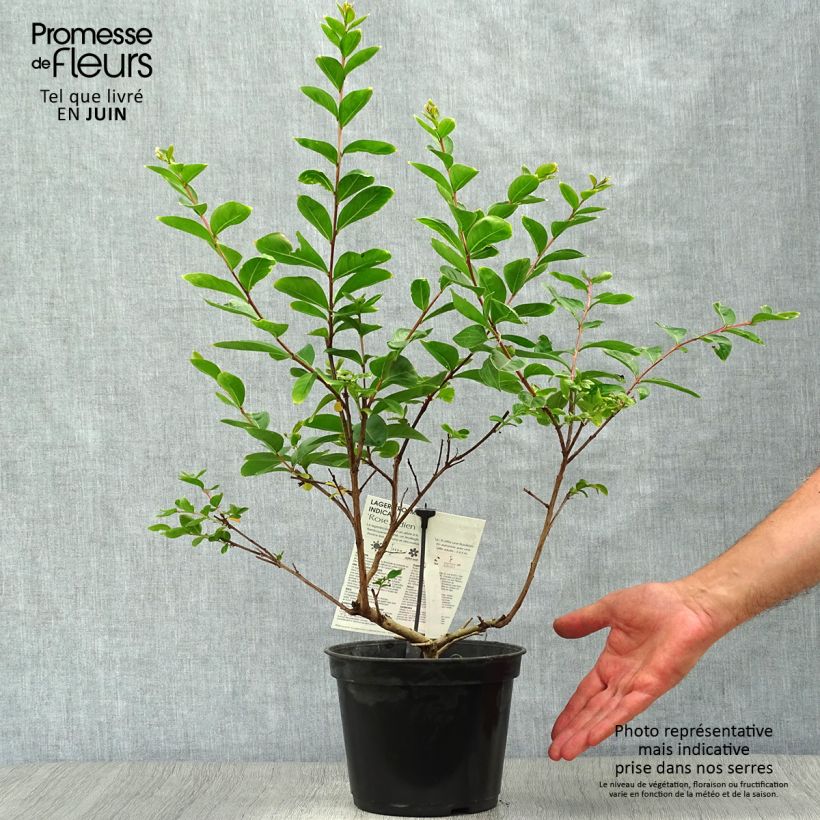 Ejemplar de Árbol de Júpiter Rose Indien - Lagerstroemia indica Maceta 3L/4L entregado en verano