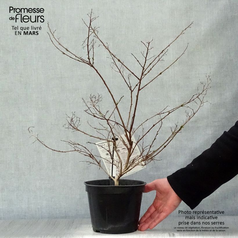 Árbol de Júpiter Rose Indien - Lagerstroemia indica Maceta 3L/4L Ejemplar entregado en la primavera