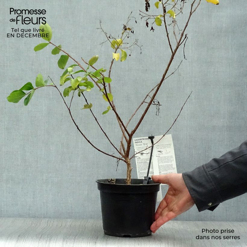 Árbol de Júpiter Rose Thé - Lagerstroemia indica Maceta 3L/4L Ejemplar entregado en invierno