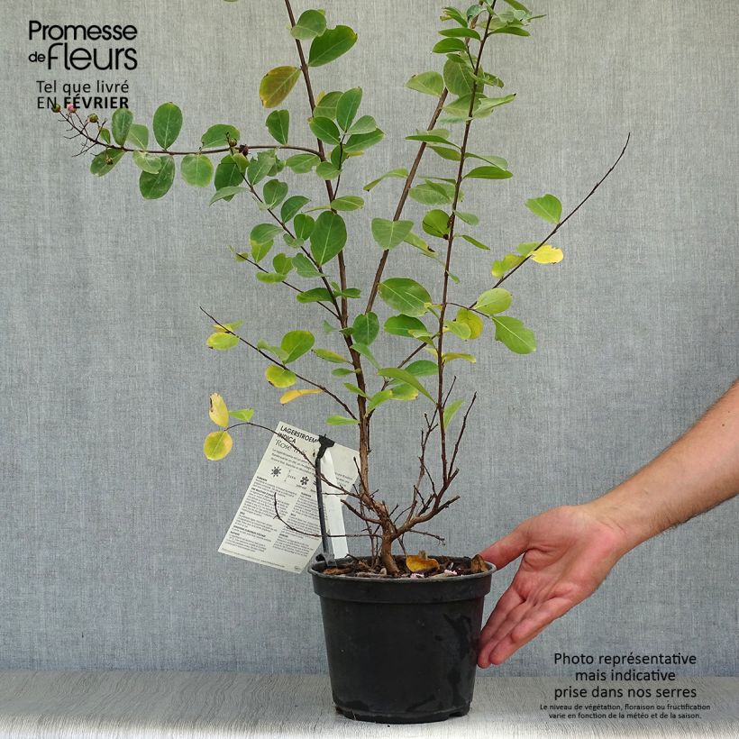 Ejemplar de Árbol de Júpiter Rose Thé - Lagerstroemia indica Maceta 3L/4L entregado en otoño