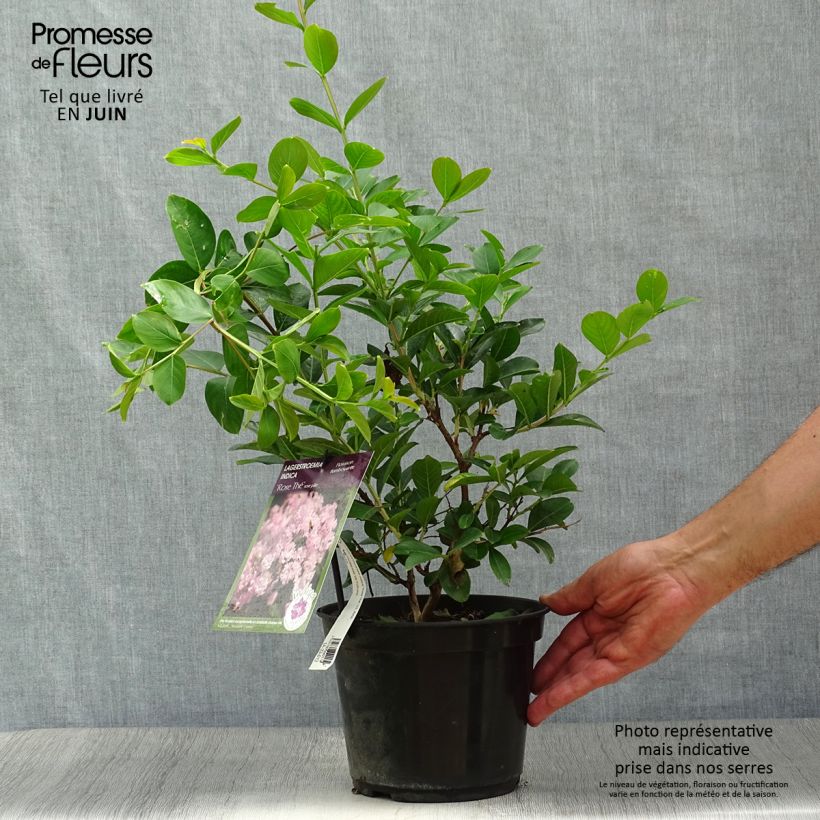 Ejemplar de Árbol de Júpiter Rose Thé - Lagerstroemia indica Maceta 3L/4L entregado en verano