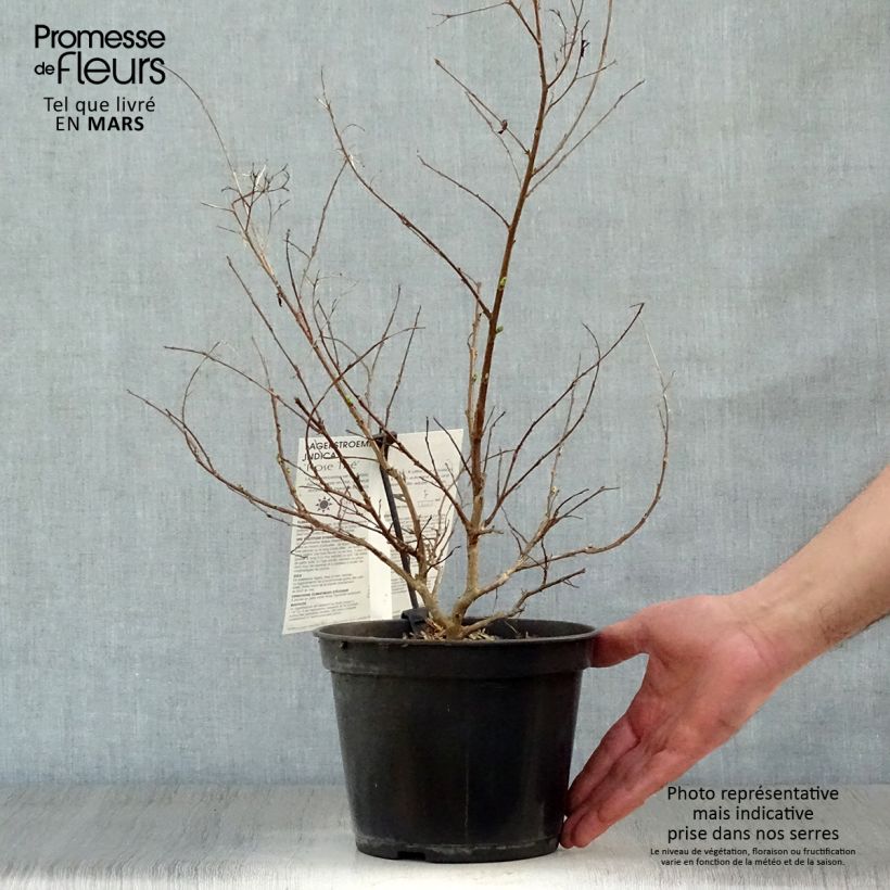 Árbol de Júpiter Rose Thé - Lagerstroemia indica Maceta 3L/4L Ejemplar entregado en la primavera