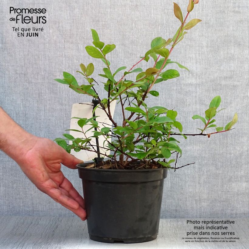 Ejemplar de Árbol de Júpiter roja nana - Lagerstroemia indica Maceta 2L/3L entregado en verano