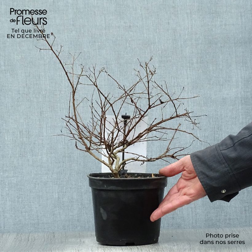 Árbol de Júpiter roja nana - Lagerstroemia indica Maceta 2L/3L Ejemplar entregado en invierno