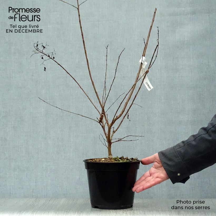 Árbol de Júpiter Rubra - Lagerstroemia indica Maceta 2L/3L Ejemplar entregado en invierno