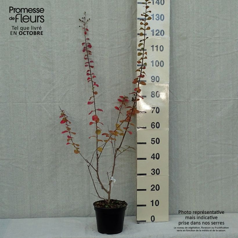 Ejemplar de Árbol de Júpiter Rubra - Lagerstroemia indica Maceta 2L/3L entregado en otoño