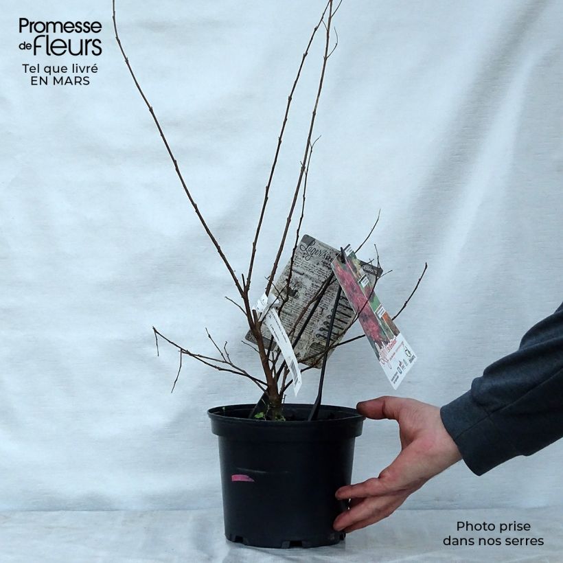 Árbol de Júpiter Saint Emilion - Lagerstroemia indica Maceta 3L/4L Ejemplar entregado en la primavera