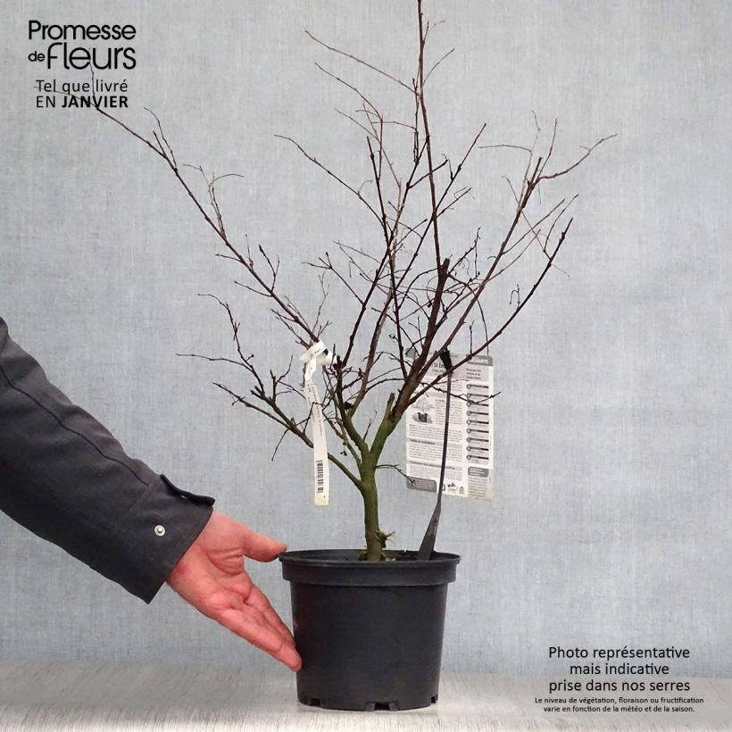 Árbol de Júpiter Saint Emilion - Lagerstroemia indica Maceta 3L/4L Ejemplar entregado en invierno