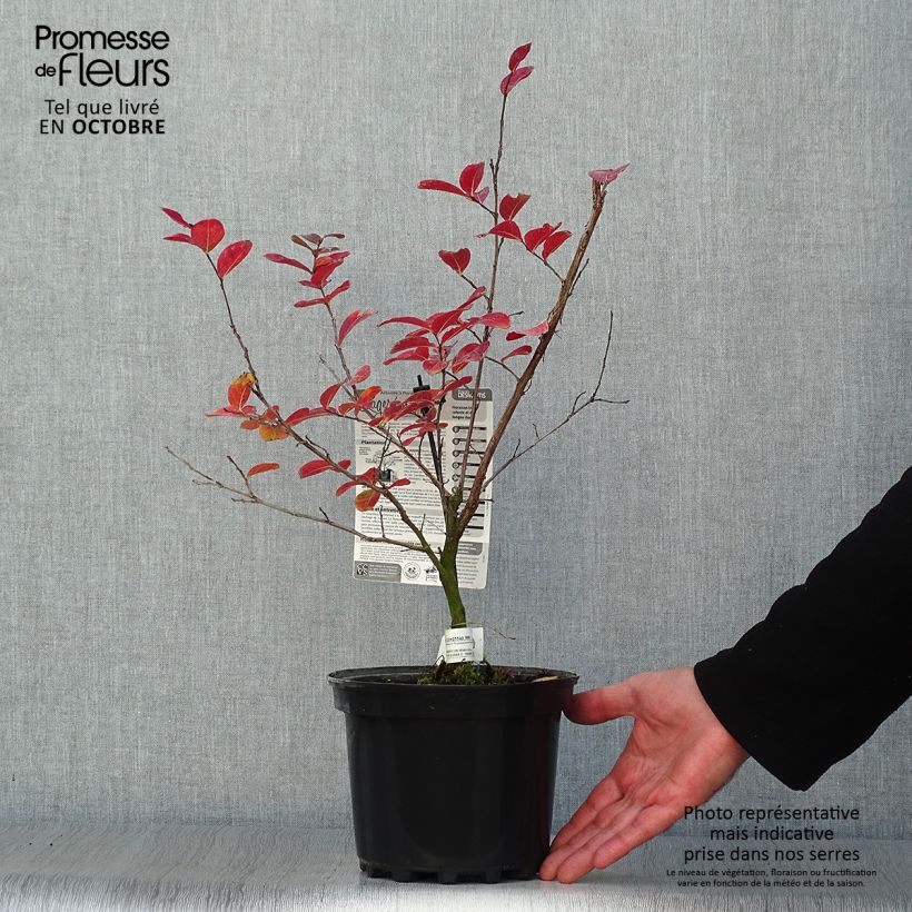 Ejemplar de Árbol de Júpiter Saint Emilion - Lagerstroemia indica Maceta 3L/4L entregado en otoño