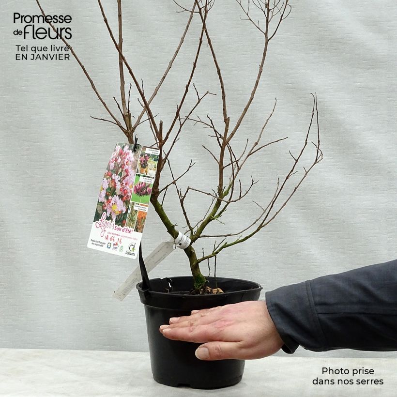 Árbol de Júpiter Soir d'Eté - Lagerstroemia indica Maceta 3L/4L Ejemplar entregado en invierno