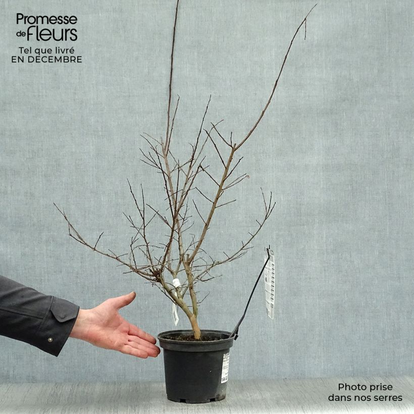 Árbol de Júpiter Souvenir d'André Desmartis - Lagerstroemia indica Maceta 3L/4L Ejemplar entregado en invierno