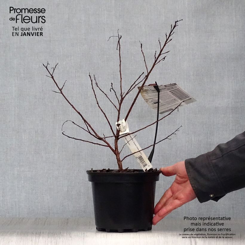 Árbol de Júpiter Souvenir d'Hubert Puard - Lagerstroemia indica Maceta 3L/4L Ejemplar entregado en invierno
