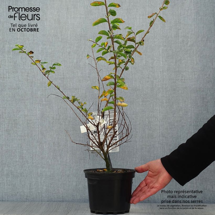 Ejemplar de Árbol de Júpiter Souvenir d'Hubert Puard - Lagerstroemia indica Maceta 3L/4L entregado en otoño