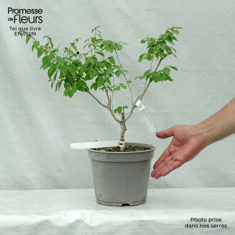 Ejemplar de Árbol de Júpiter Summer Beauty Centennial - Lagerstroemia indica Maceta 3L/4L entregado en verano