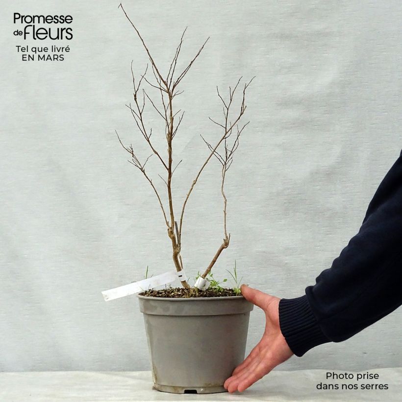 Árbol de Júpiter Summer Beauty Ozark Spring - Lagerstroemia indica Maceta 3L/4L Ejemplar entregado en la primavera