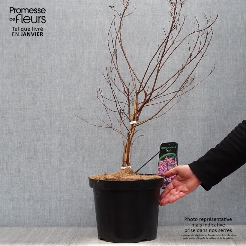 Árbol de Júpiter Summer Charm Hopi - Lagerstroemia indica Maceta 7,5L/10L Ejemplar entregado en invierno