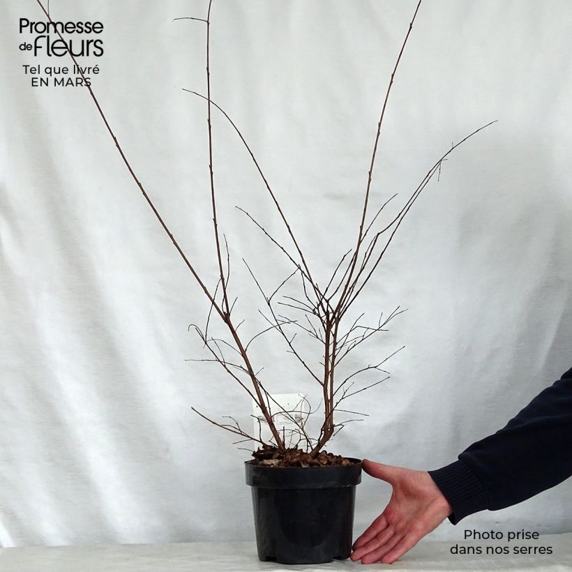 Árbol de Júpiter Summer Charm Tonto - Lagerstroemia indica Maceta 3L/4L Ejemplar entregado en la primavera