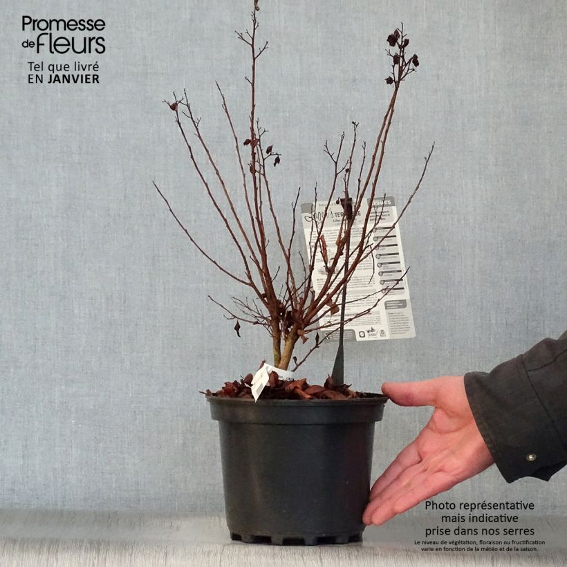 Árbol de Júpiter Terrasse Rose - Lagerstroemia indica Maceta 3L/4L Ejemplar entregado en invierno