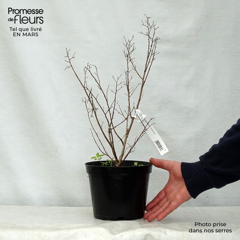 Árbol de Júpiter Terrasse Rose - Lagerstroemia indica Maceta 3L/4L Ejemplar entregado en la primavera