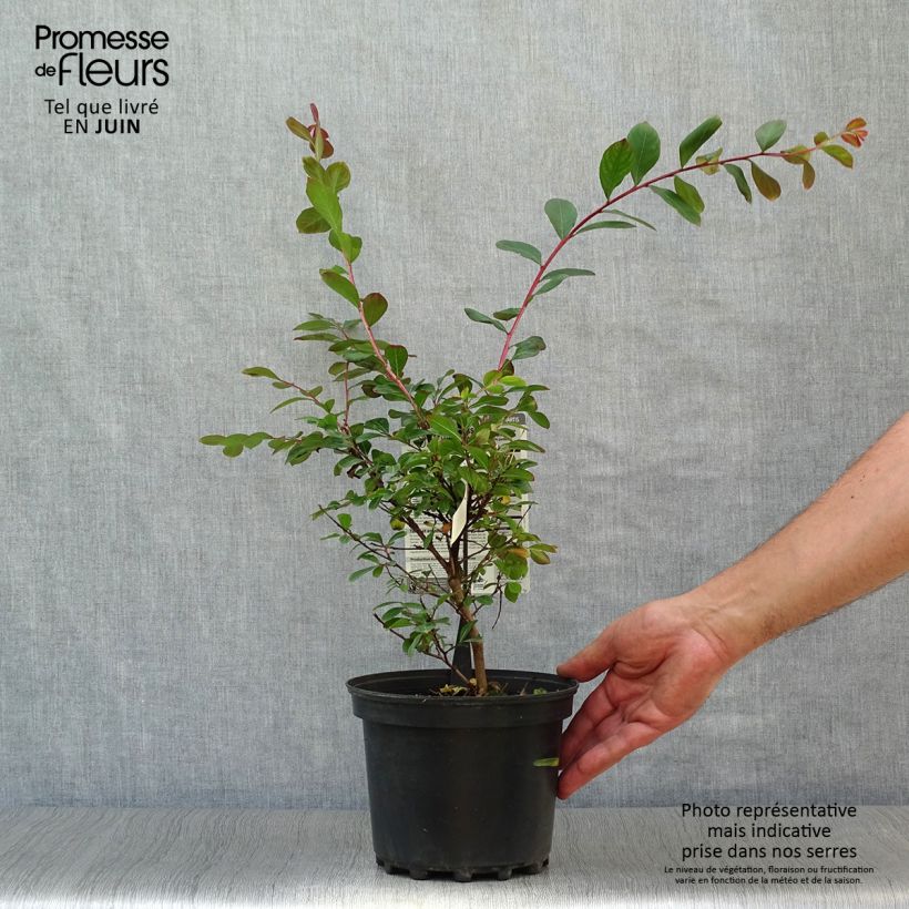 Ejemplar de Árbol de Júpiter Terrasse Rouge - Lagerstroemia indica Maceta 3L/4L entregado en verano