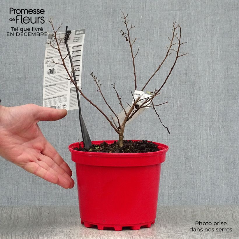 Árbol de Júpiter Terrasse Rouge - Lagerstroemia indica Maceta 3L/4L Ejemplar entregado en invierno