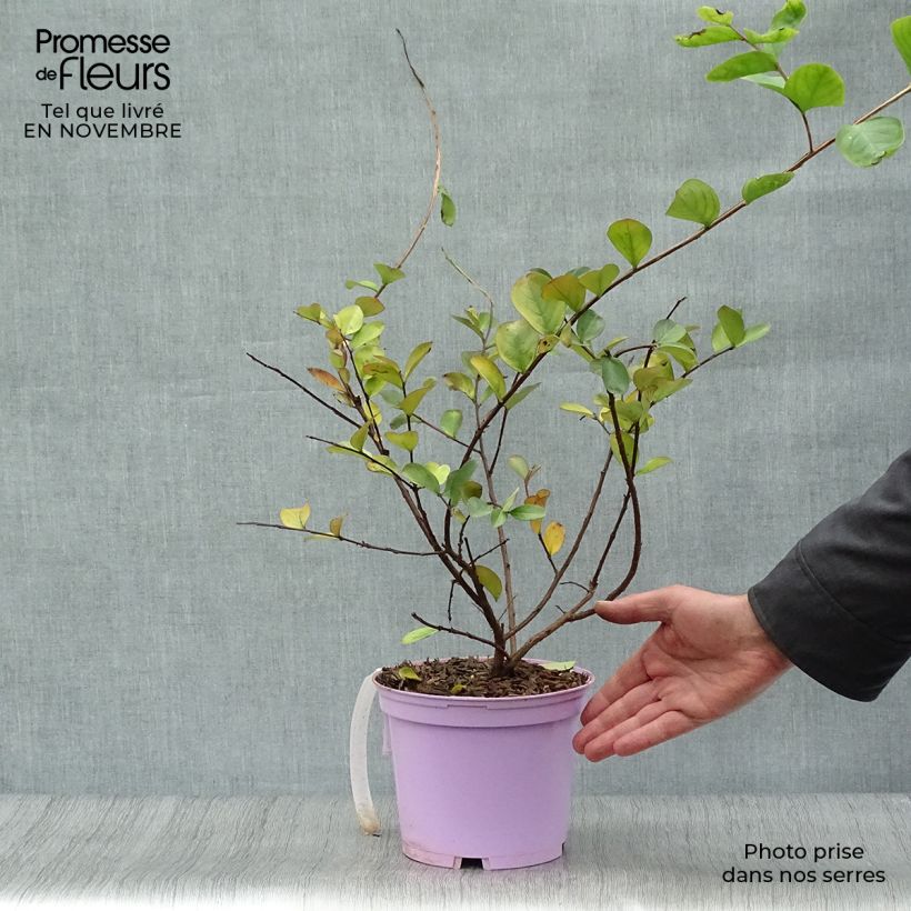 Ejemplar de Árbol de Júpiter Violacea - Lagerstroemia indica Maceta 2L/3L entregado en otoño