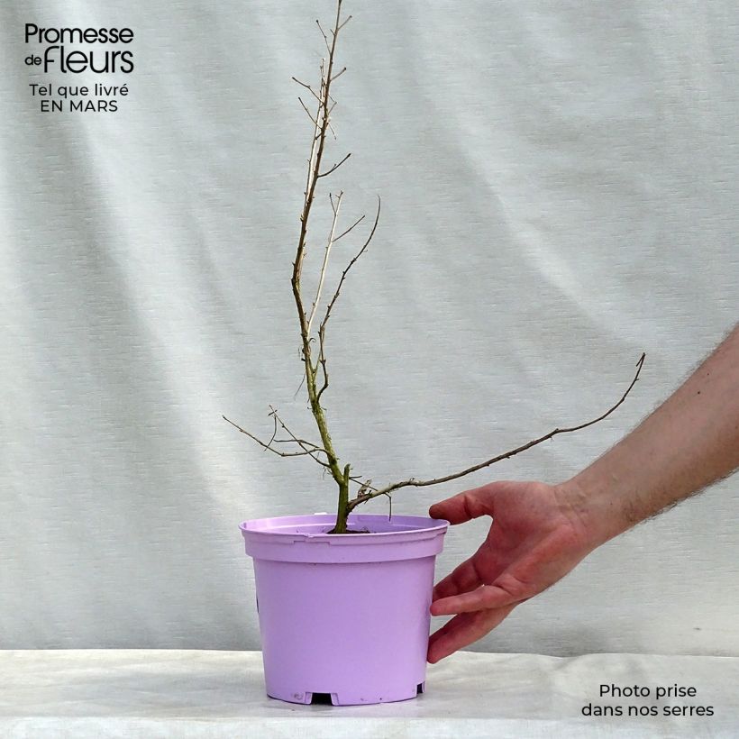 Árbol de Júpiter Violacea - Lagerstroemia indica Maceta 2L/3L Ejemplar entregado en invierno